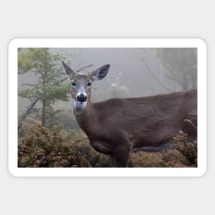 Through the fog - White-tailed Deer Sticker